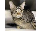 Bow Tie, Domestic Shorthair For Adoption In Palm Springs, California