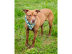 Sweet Tart (main Campus- Waived Adoption Fee), American Pit Bull Terrier For