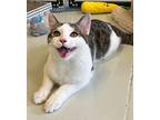Lieutenant Lovey Domestic Shorthair Young Male