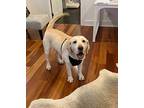 Rosie, Labrador Retriever For Adoption In Renton, Washington