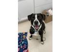 Zander, American Pit Bull Terrier For Adoption In Columbus, Indiana