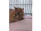 Pk, Domestic Mediumhair For Adoption In Simcoe, Ontario