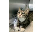 Fox, Domestic Shorthair For Adoption In Abbotsford, British Columbia