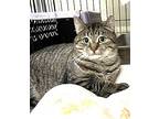 Mindy, Domestic Shorthair For Adoption In Markham, Ontario