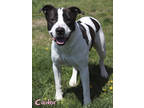 Cador, American Pit Bull Terrier For Adoption In Mason, Michigan