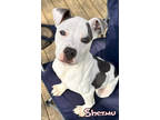 Shezmu, American Pit Bull Terrier For Adoption In Mason, Michigan