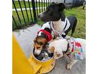 Cookie, Bull Terrier For Adoption In Austin, Texas