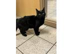 Nala, Domestic Shorthair For Adoption In Wausau, Wisconsin