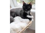 Miso, Domestic Mediumhair For Adoption In Irvine, California