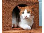 George Cat-stanza, Domestic Shorthair For Adoption In Forked River, New Jersey