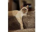 Shiro, Siamese For Adoption In Irvine, California