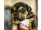 Grayson, American Pit Bull Terrier For Adoption In Tehachapi, California
