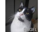 Bagel (sweet Kitty) Lowfee, Domestic Shorthair For Adoption In Port Orange