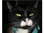 Chef, Domestic Shorthair For Adoption In Novato, California