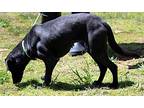 Midnight, Labrador Retriever For Adoption In Locust Fork, Alabama