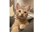 Buttercup, Domestic Shorthair For Adoption In Royse City, Texas