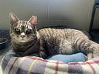 Kylo, Domestic Shorthair For Adoption In Port Mcnicoll, Ontario