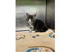 Luau, Domestic Shorthair For Adoption In Yakima, Washington