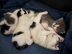 Spirit (Destiny Kittens) Domestic Shorthair Kitten Male