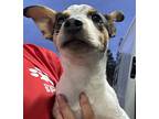 Sammie, Fox Terrier (smooth) For Adoption In Houston, Texas