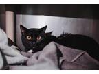 72614a Miles-Pounce Cat Cafe Domestic Shorthair Adult Male