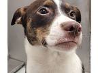 Mocha, Rat Terrier For Adoption In Houston, Texas