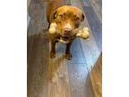 Penny, Labrador Retriever For Adoption In New London, Wisconsin