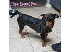 Miss Sweet Pea, Dachshund For Adoption In San Antonio, Texas