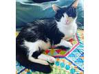 Louie - Angelo, Domestic Shorthair For Adoption In Burlington, North Carolina