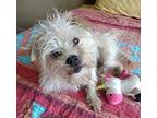 Clarabelle, Terrier (unknown Type, Small) For Adoption In Niagara Falls, Ontario