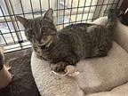 Little Miss, Domestic Shorthair For Adoption In Little Rock, Arkansas