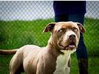 Bishop, Terrier (unknown Type, Medium) For Adoption In Abbeville, Louisiana