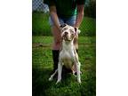Joel, Terrier (unknown Type, Medium) For Adoption In Abbeville, Louisiana