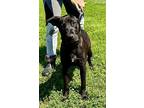 Riker, Terrier (unknown Type, Medium) For Adoption In Abbeville, Louisiana