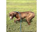 Berni, Terrier (unknown Type, Medium) For Adoption In Abbeville, Louisiana