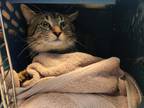 Mr. Meowington, Domestic Shorthair For Adoption In Auburn, Washington