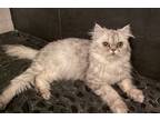 Mushmush, Persian For Adoption In Gloucester, Massachusetts