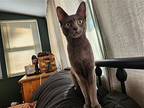 Stormy, Domestic Shorthair For Adoption In Phillipsburg, New Jersey