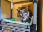 Bobbi, Domestic Shorthair For Adoption In Port Alberni, British Columbia