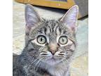 Tigger, Domestic Shorthair For Adoption In Crystal Lake, Illinois