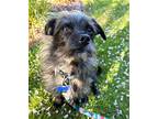 Murphy - Adorable Scruffy Fella, Terrier (unknown Type, Medium) For Adoption In