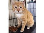 Buddha, Domestic Shorthair For Adoption In Albemarle, North Carolina