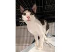 Tommy, Domestic Shorthair For Adoption In Fremont, California
