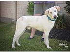 Charlie Brown, Labrador Retriever For Adoption In Kingwood, Texas