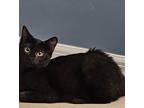 Gretel, Domestic Shorthair For Adoption In Fort Myers, Florida