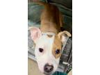 Donut Stick, American Pit Bull Terrier For Adoption In Newport News, Virginia