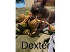 Dexter #4, American Hairless Terrier For Adoption In Umatilla, Florida