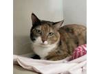 Tc - I Am At Petsmart Framingham, Domestic Shorthair For Adoption In E.