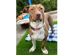 Shannon, American Staffordshire Terrier For Adoption In New York, New York
