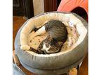 Holly Berry (i'm In Foster Care!), Domestic Shorthair For Adoption In Brooklyn